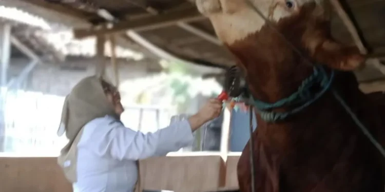 Prabowo Beli 2 Sapi Jumbo milik Peternak Lamongan