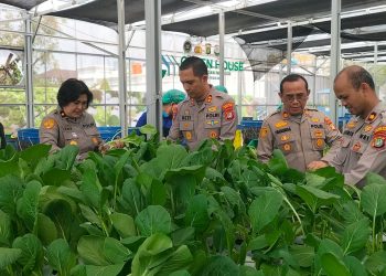 Polda Metro Jaya Panen 82 Kilogram Pakcoy 