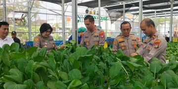 Polda Metro Jaya Panen 82 Kilogram Pakcoy 